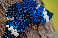 Bonaire-0807